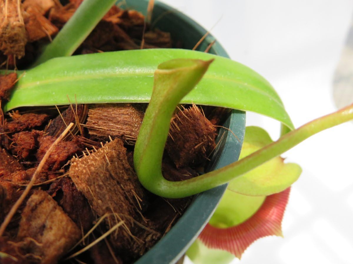 Nepenthes ventricosa polis pass ポリスパス Amazon.co.jp: N.ventricosa Polis Pass AOK-IHR 4号現品限り